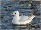 Möwe im Stadtpark ND