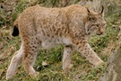 Luchs