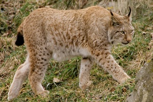 Luchs