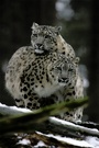Leopardenpaar ZO