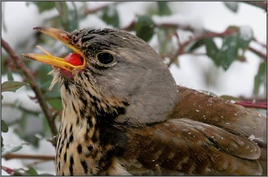 Wacholderdrossel (Turdus pilares) ND