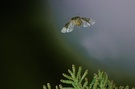 Graue Gartenwanze im Flug