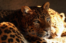 Panthera pardus japonensis