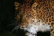 Leopard in seiner Höhle