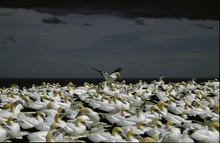 ND, gannet colony