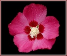 Hibiskusblüte (HG-EBV,Blüte ND))
