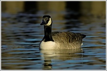 Kanadagans (Branta canadensis)