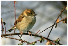 Spatz - ND