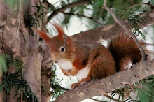 ND :                   Eichhörnchen,