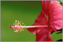 Hibiskusblüte ND