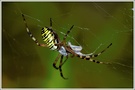 Wespenspinne (Argiope bruennichi) mit Beute