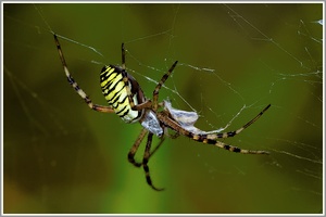 Wespenspinne (Argiope bruennichi) mit Beute