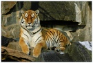 Sumatra-Tiger - ZO