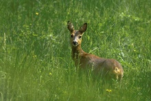 Ricke im Gras - frei nach David Hamilton  - ND