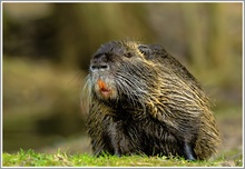 Nutria (Myocastor coypus)