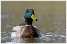 Stockente (Anas platyrhynchos)