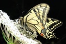 Papilio machaon auf wilder Möhre