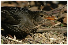 Amsel am Boden