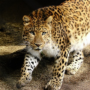 Panthera pardus japonensis