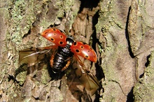 Augenfleckmarienkäfer ND