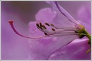 Rhododendron (ich hoffe, ich liege mit der Bestimmung richtig)