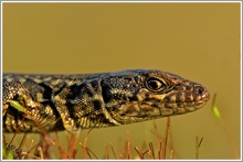 Mauereidechse (Podarcis muralis sp.)