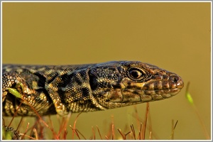 Mauereidechse (Podarcis muralis sp.)