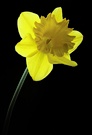Frühlingsgruss (EBV)
