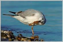 Lachmöwe (Larus ridibundus)