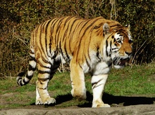 Tiger ZO