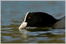 Blässhuhn (Fulica atra)