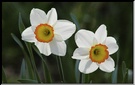 Osterblume
