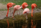Flamingos in Walsrode