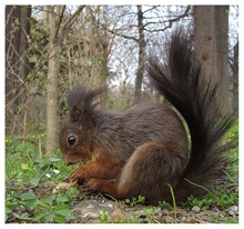 Eichhörnchen in Schönbrunn / Wien (ND)