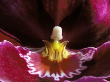 Orchidee