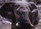 Elefant (Botswana / Savuti) ND