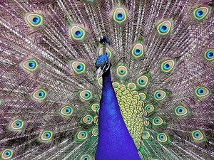 Pfau