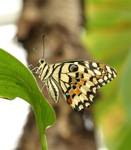 Schmetterling [ZO]