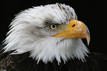 Weisskopfseeadler-Portrait ZO