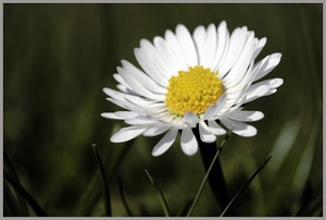 Gänseblümchen ND