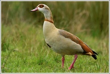 Nilgans (Alopochen aegyptiacus)