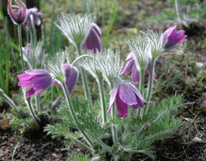 pulsatilla