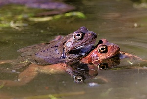 Grasfrosch ND