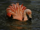 Flamingo ZO