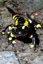 Salamandra salamandra terrestris ND/EBV