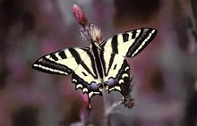 Papilio alexanor ND