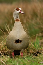 Nilgans [ND]