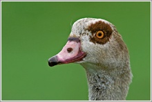 Nilgans (Alopochen aegyptiacus)