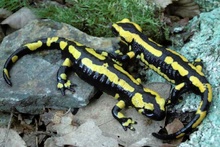 Feuersalamander