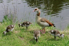 Nilgänse